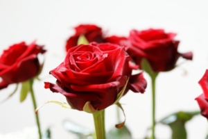 Long Stem Red Roses516089332 300x200 - Long Stem Red Roses - Stem, Roses, Long, Drops